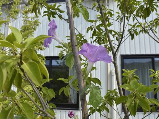 花咲く外構