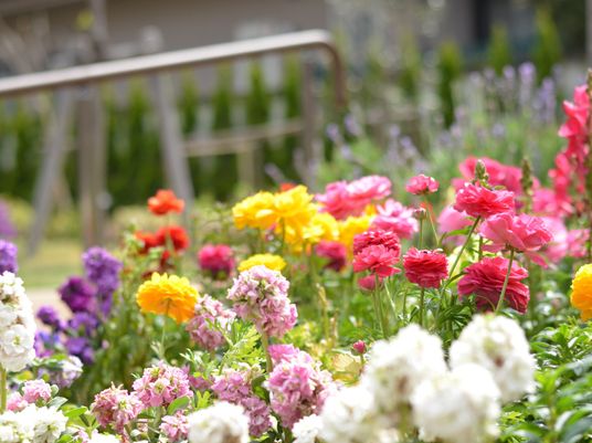 カラフルな花が咲く庭