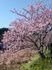桜が満開の中庭