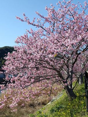 桜が満開の中庭