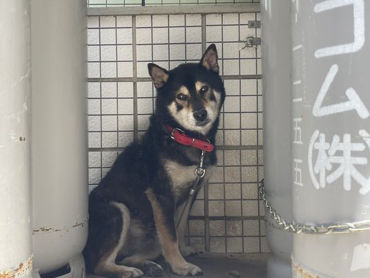 犬が座っている様子