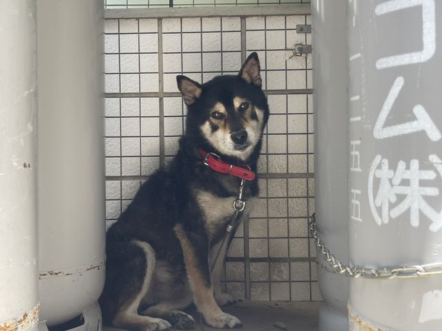 犬が座っている様子 外観 落ち着いた雰囲気の中、休息をとる犬の姿が見られます。周囲は静かな環境です。