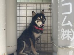 可愛いワンちゃんの様子  