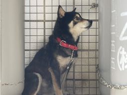 犬のいるスペース
