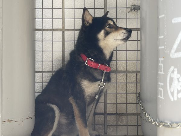 犬のいるスペース