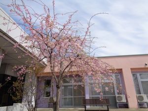 桜が咲く中庭  