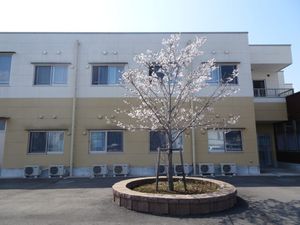 中庭の桜の木  