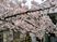 桜が見える中庭  