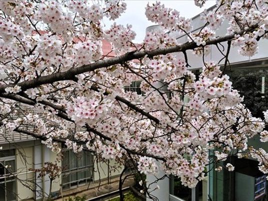 桜が見える中庭  