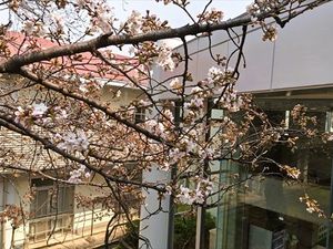 桜が咲く外観  
