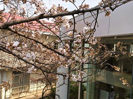 桜が咲く外観  