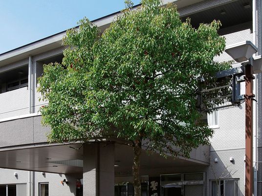 建物前の大樹と外観  