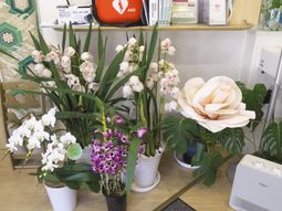 色とりどりの植物が並ぶ空間