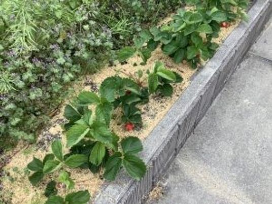 花壇の植栽