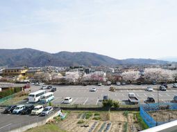桜並木が見える景色