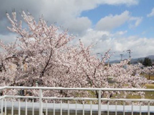 桜が咲く中庭