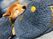 犬がクッションでくつろぐ様子