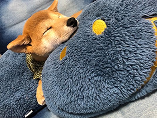 犬がクッションでくつろぐ様子