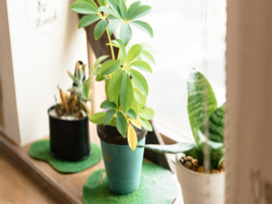 観葉植物が並ぶ窓辺の飾り棚  