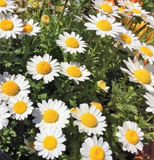 美しい花が咲く庭