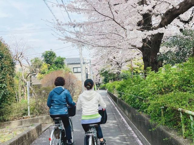 春の散歩道サイクリング 中庭 桜並木を走る自転車。新緑と共に爽やかな風を感じながら、散策や運動をお楽しみいただけます。
