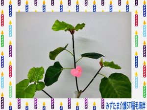 観葉植物の飾り  