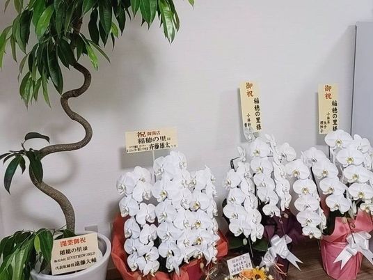 観葉植物と胡蝶蘭が並ぶ飾り棚