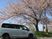 桜並木と送迎車の外観  