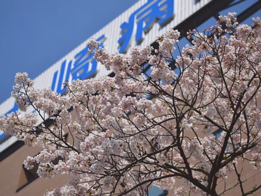 桜と建物外観  