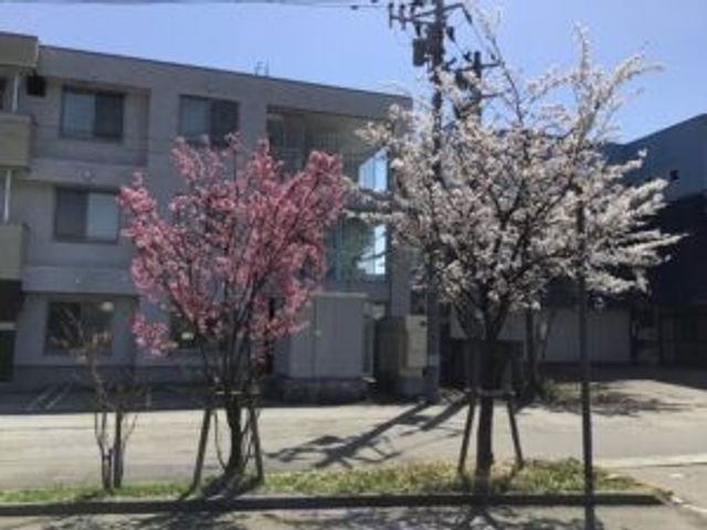 建物前の桜並木の外観  