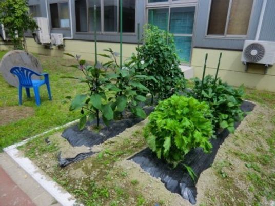 植栽のある中庭  