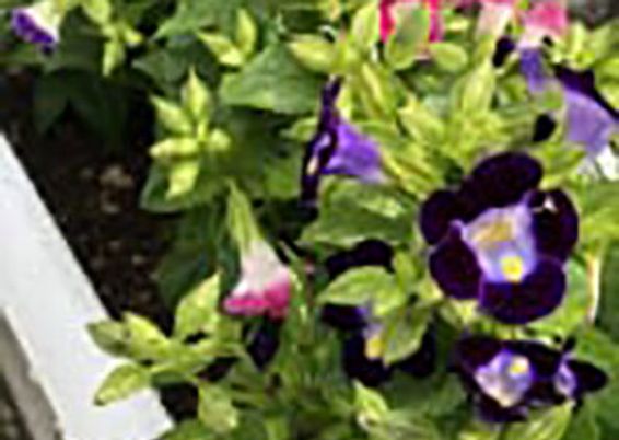 緑豊かな中庭風景