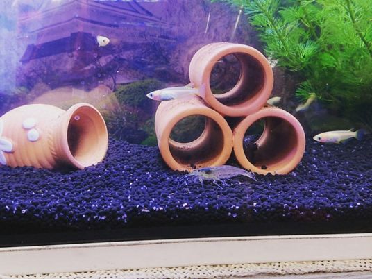 魚が泳ぐ水槽  