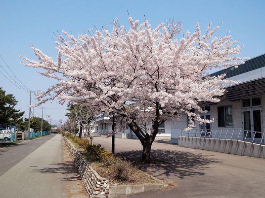 桜の咲く外観