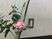 壁際の花飾り  