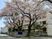 桜並木の外観  