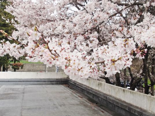 桜の咲く屋上