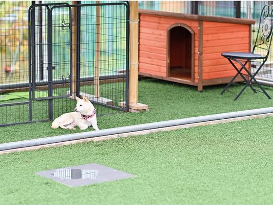 犬がいる中庭  