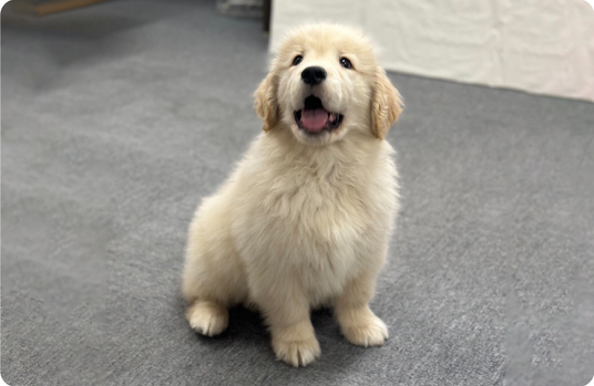 犬のスタッフイメージ