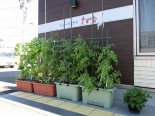 植物が並ぶ外観