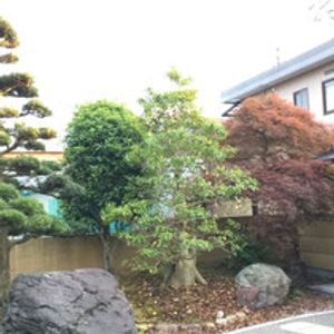 落ち着いた庭