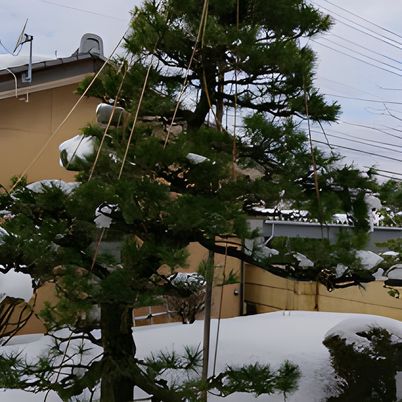 雪化粧の庭