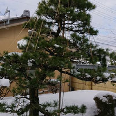 雪化粧の庭