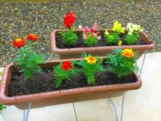 花が咲くプランターの庭  