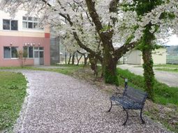 桜並木とベンチのある中庭