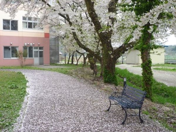 桜並木とベンチのある中庭