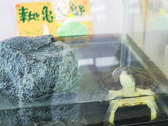 亀のいる水槽です  