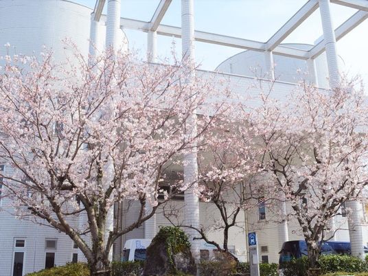 桜が咲く中庭  