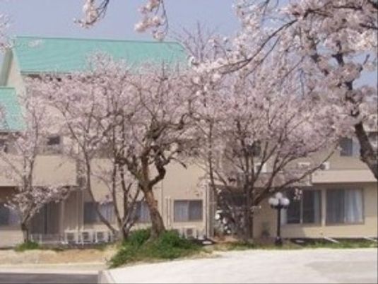 桜に囲まれた建物の外観