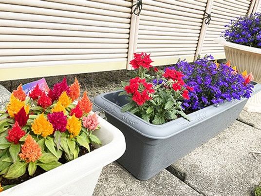 色鮮やかな花のプランター庭  